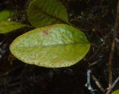 Microgramma piloselloides (L.) Copel.的圖片