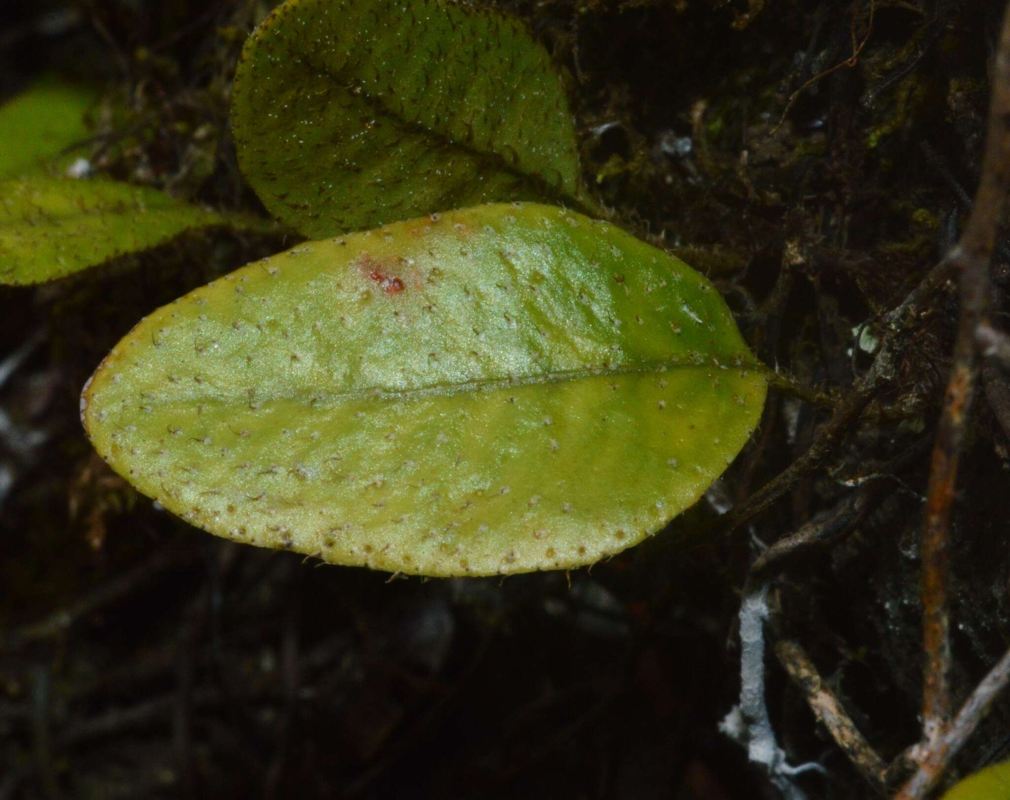 Слика од Microgramma piloselloides (L.) Copel.