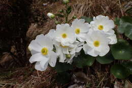 Image of Mount Cook buttercup