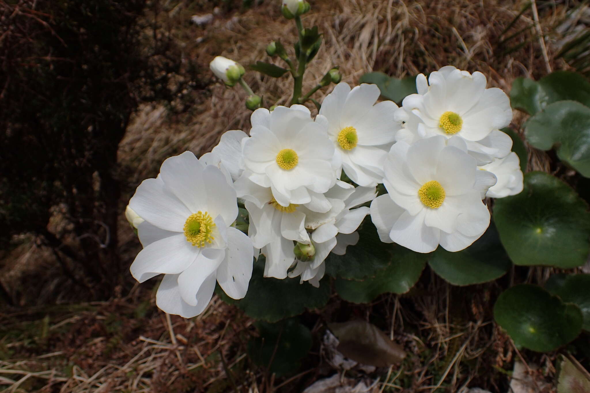 Image of Mount Cook buttercup