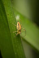 Image of Oxyopes macilentus L. Koch 1878