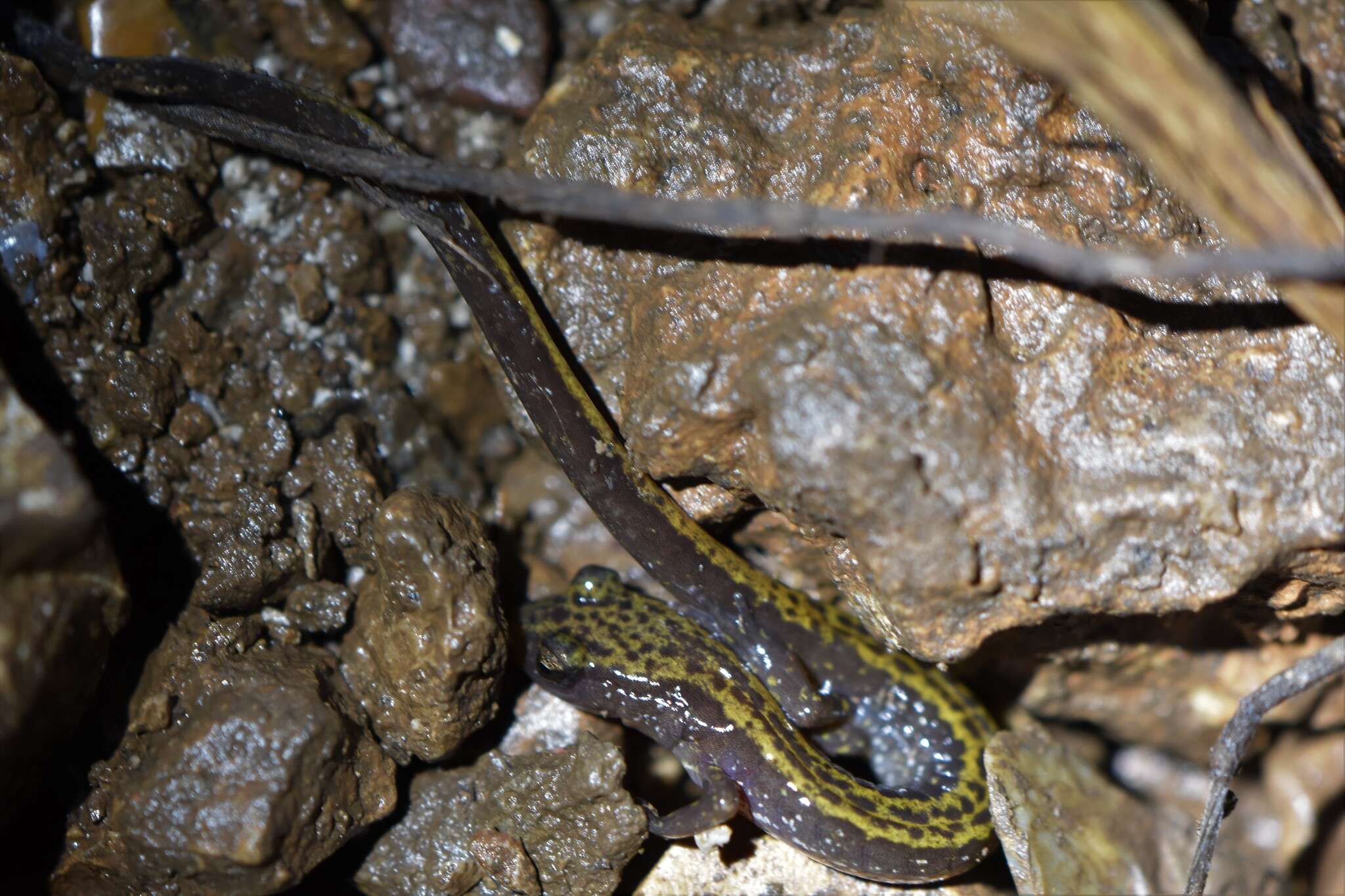 Image of Longtail Salamander