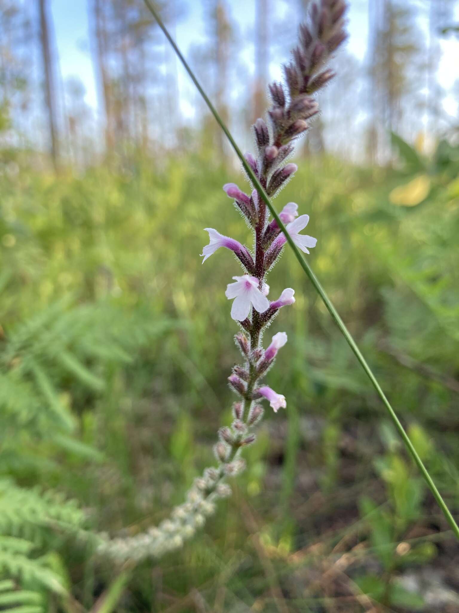 Image de Verbena carnea Medik.