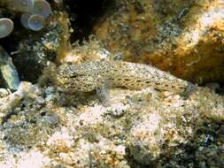 Image of Incognito Goby