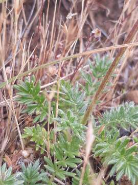 Plancia ëd Acaena pinnatifida Ruiz & Pav.