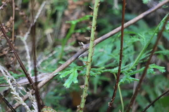 Sivun Dryopteris hendersonii (Bedd.) C. Chr. kuva