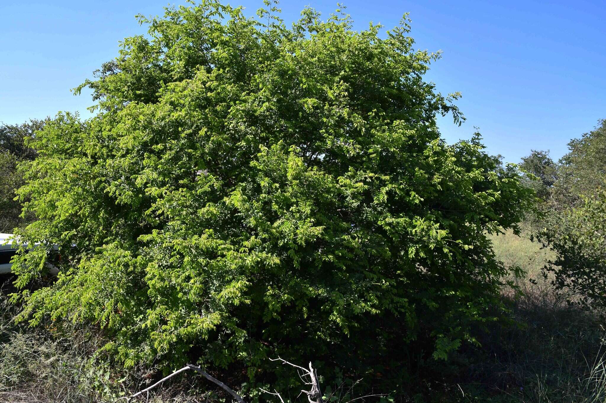 Image de Dalbergia nitidula Baker