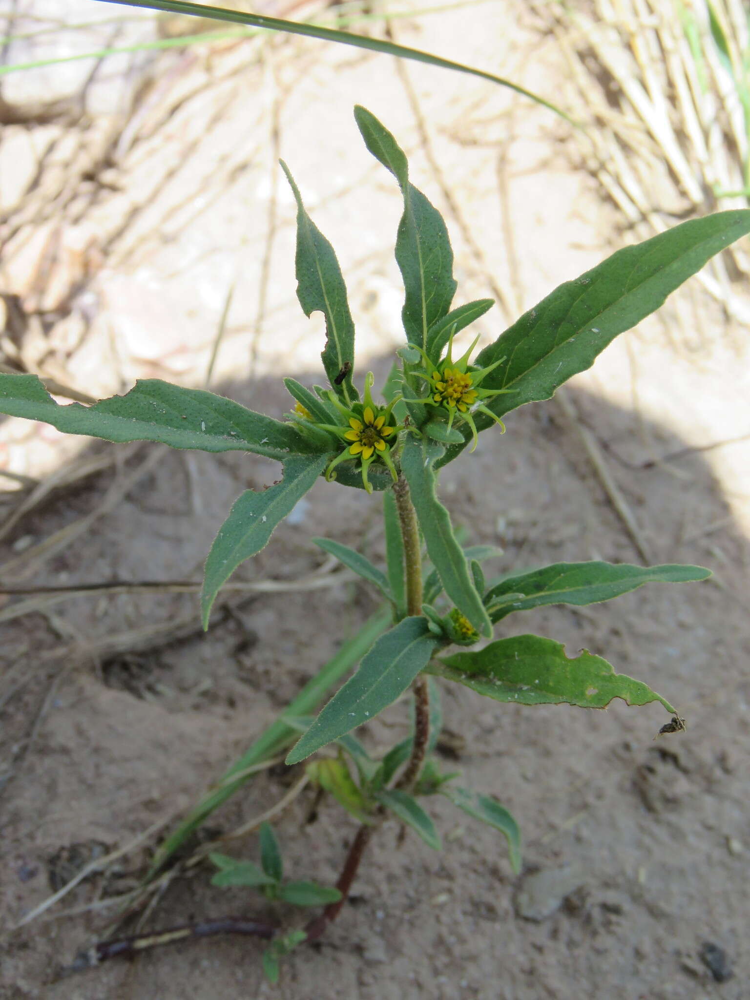 Image of Arizona blackfoot