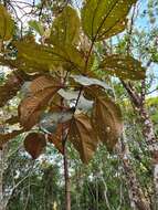 Image of Miconia formosa Cogn.