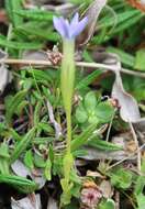 Plancia ëd Gentiana prostrata Haenke