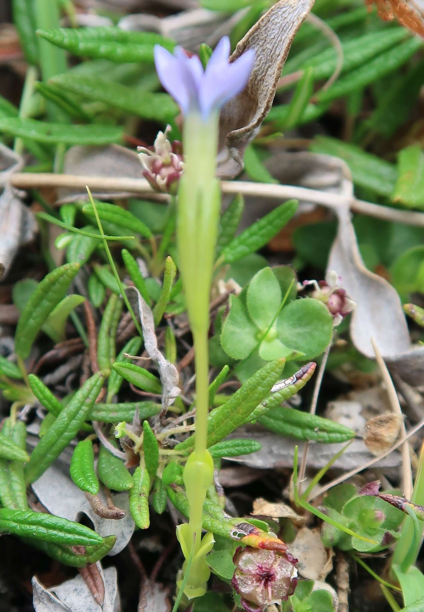 Plancia ëd Gentiana prostrata Haenke