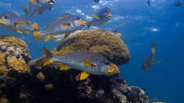 Image of Diagonal banded sweetlips