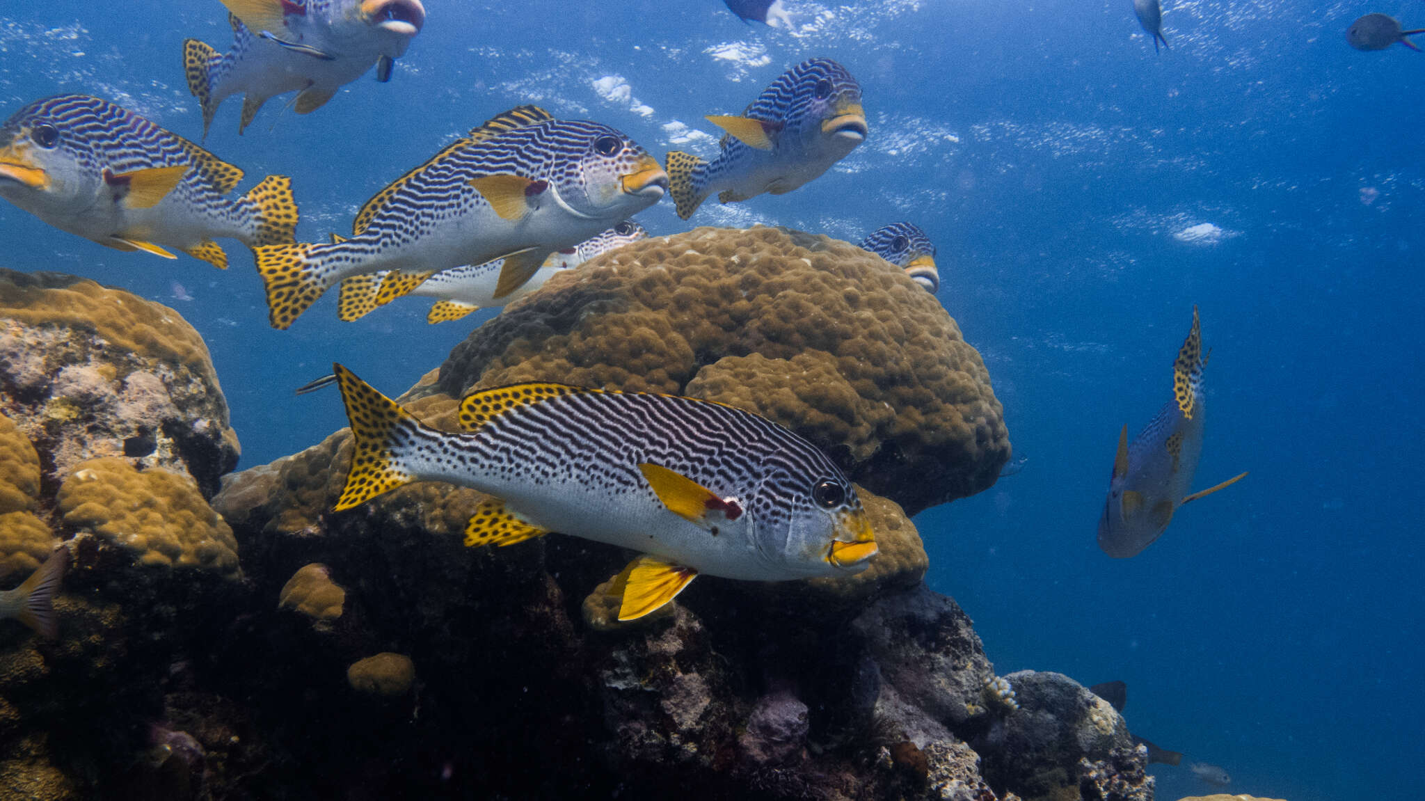 Image of Diagonal banded sweetlips