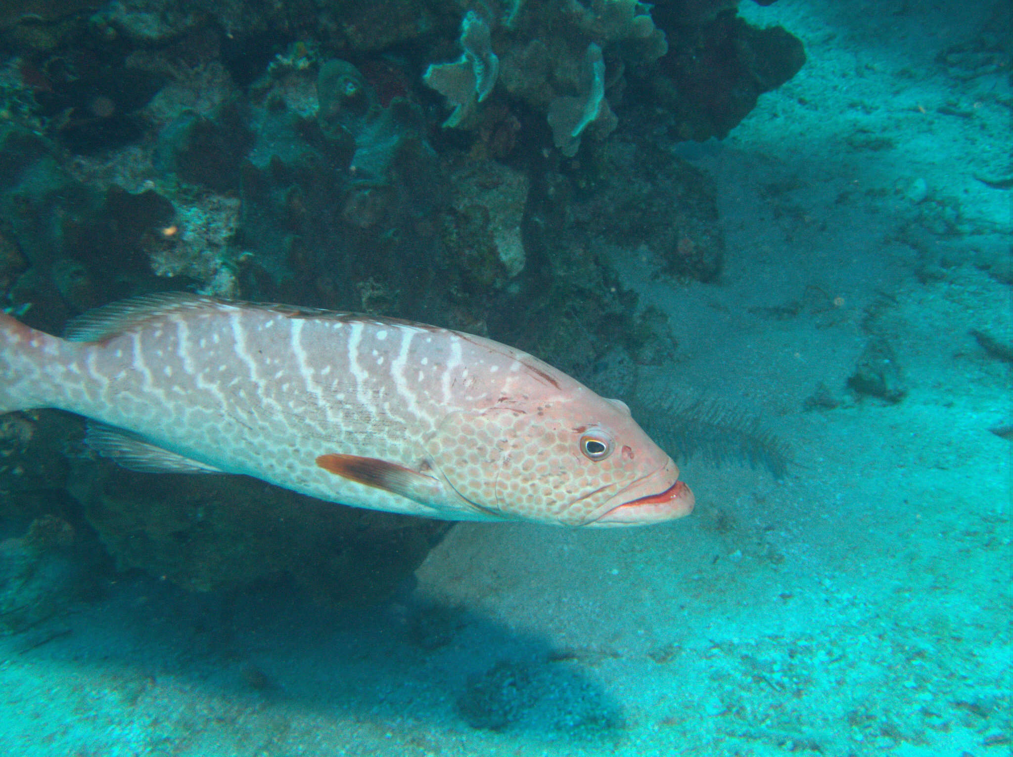 Image of Tiger Grouper