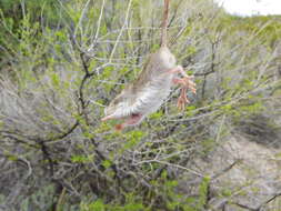 Image of Nelson's pocket mouse