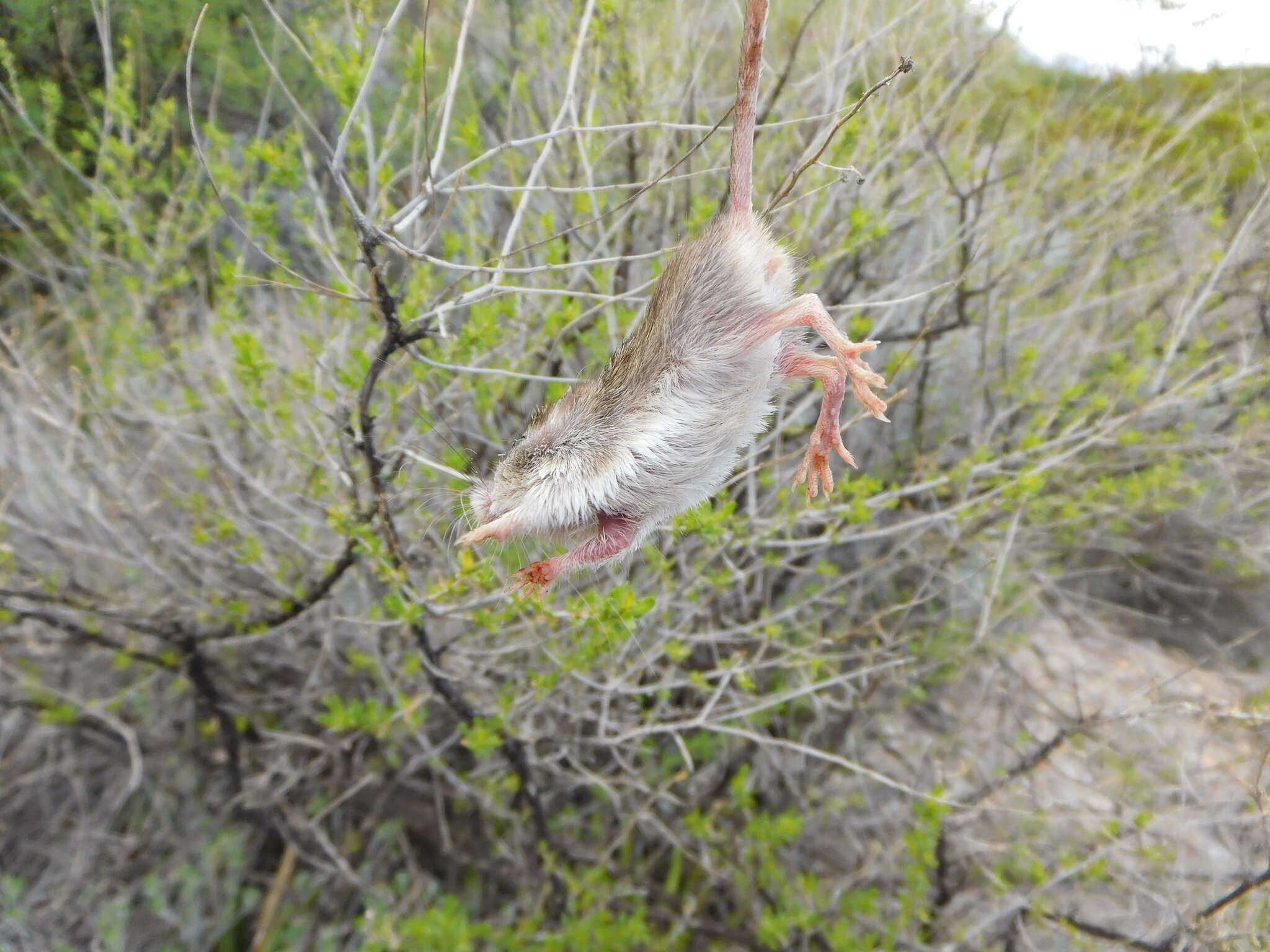 Image of Nelson's pocket mouse