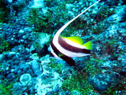 Image of Bannerfish