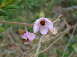 Image of Thomasia petalocalyx F. Müll.