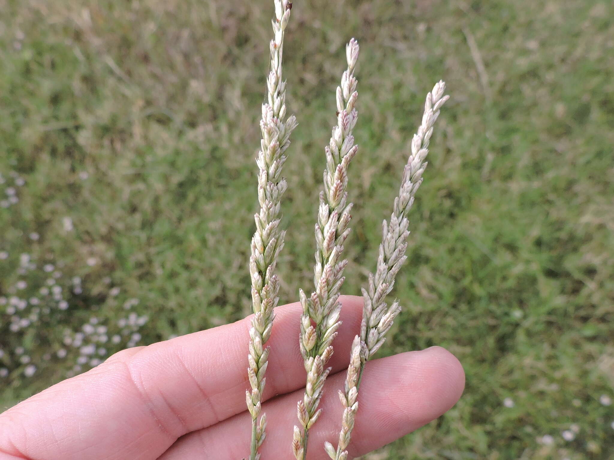 Image of White Fluff Grass