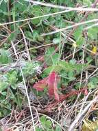 Image of small elephant hawk-moth