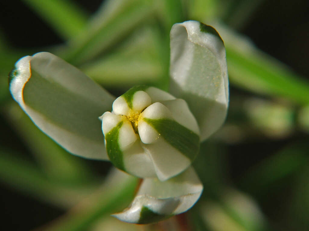 Image of Albuca batteniana Hilliard & B. L. Burtt