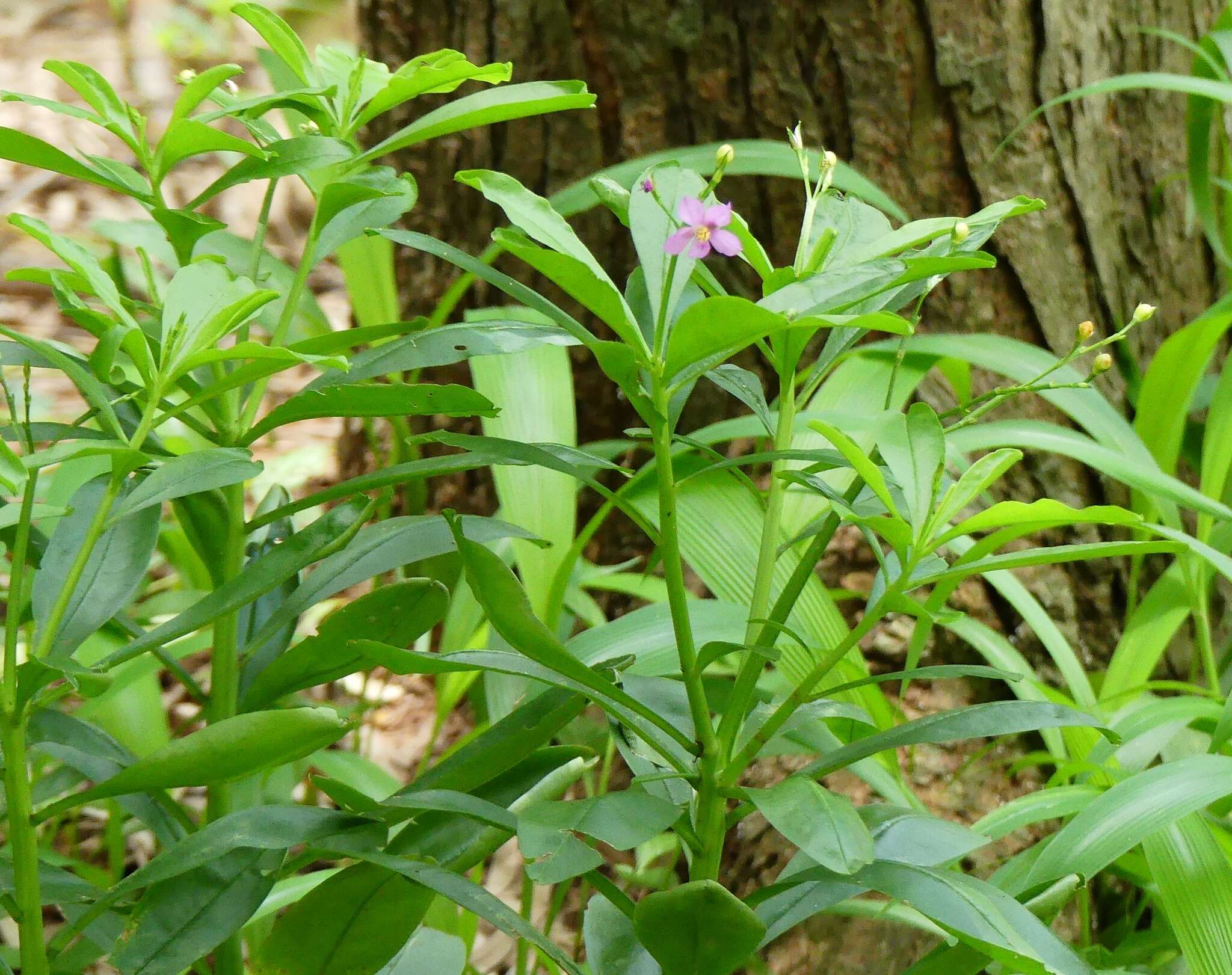 Image of Ceylon spinach