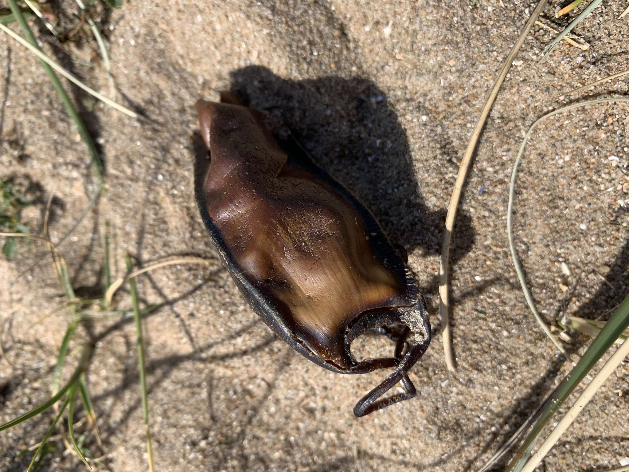 Image of Nursehound