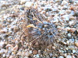 Acanthopsis disperma Harv. resmi