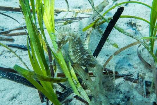 Image of Long-snouted Seahorse