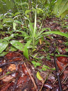 Leptaspis banksii R. Br. resmi