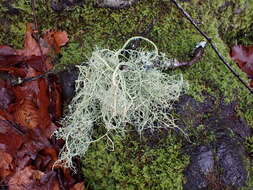 Image of string-of-sausages lichen