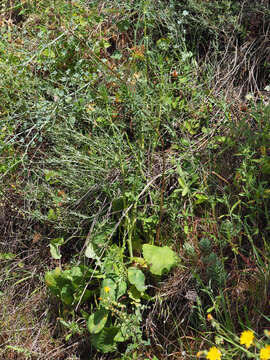 Image of Eryngium tricuspidatum L.