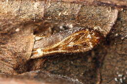 Plancia ëd Phyllonorycter klemannella (Fabricius 1781)