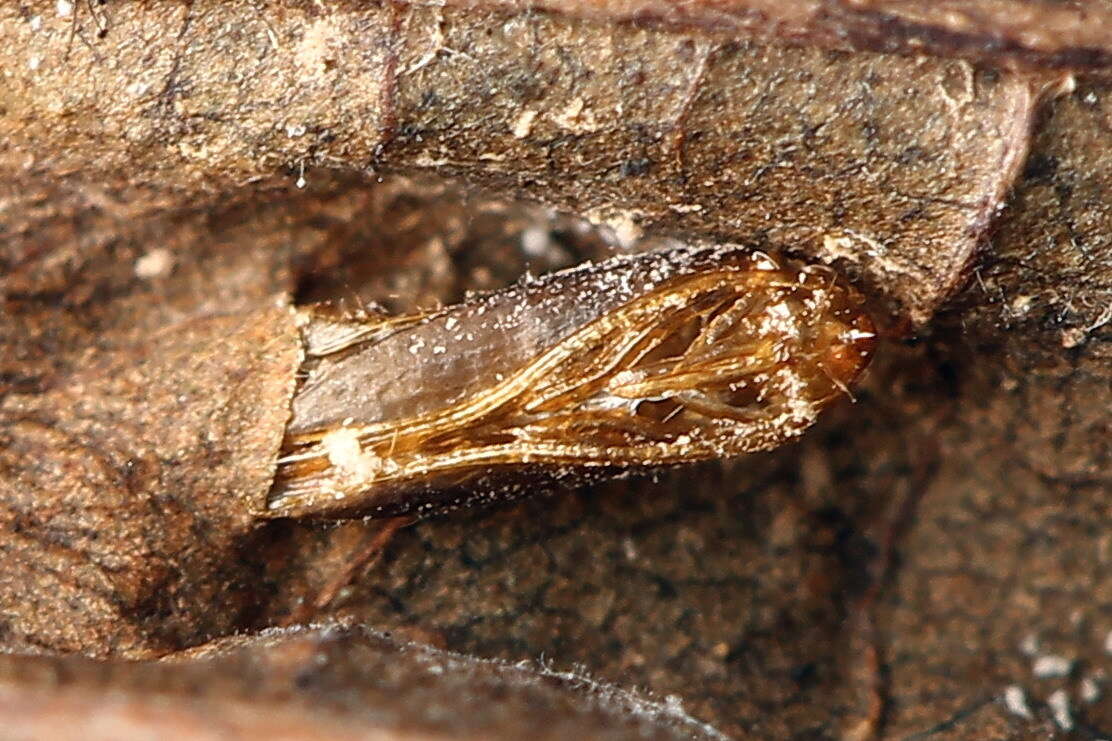 Plancia ëd Phyllonorycter klemannella (Fabricius 1781)