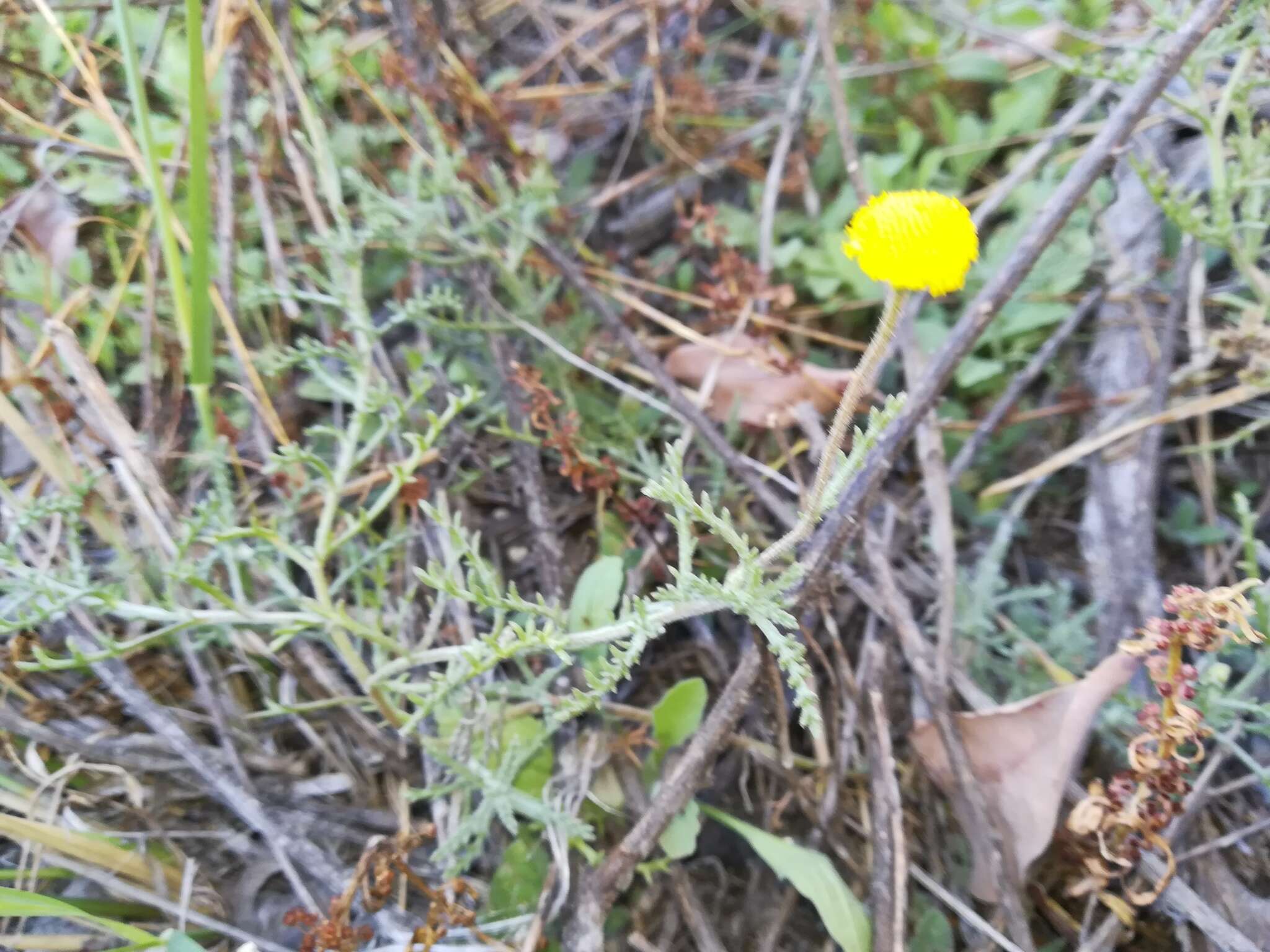 Cotula anthemoides L. resmi