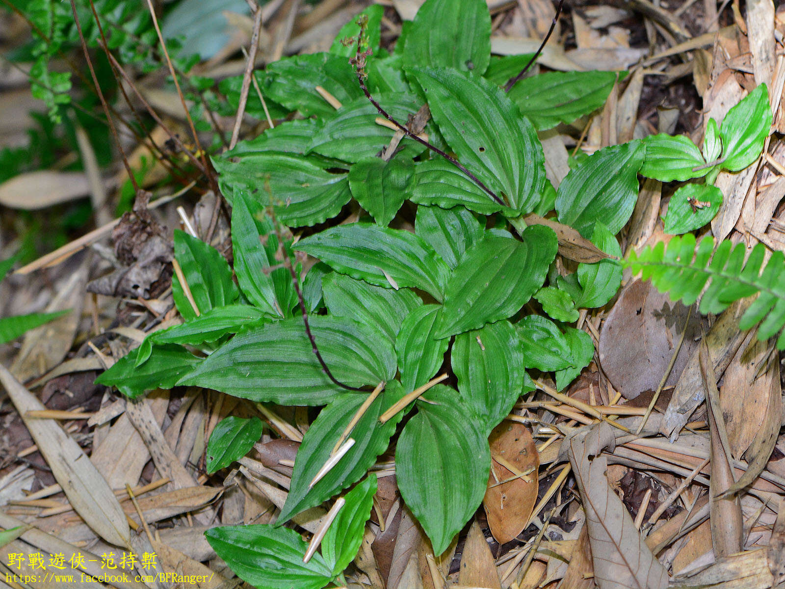 Crepidium matsudae (Yamam.) Szlach.的圖片