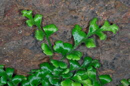 Image of Asplenium subglandulosum (Hook. & Grev.) Salvo, Prada & T. E. Diaz