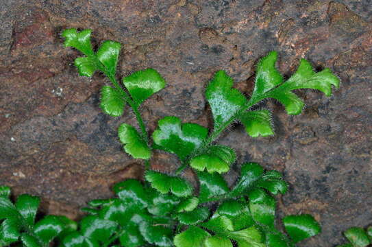 Sivun Asplenium subglandulosum (Hook. & Grev.) Salvo, Prada & T. E. Diaz kuva