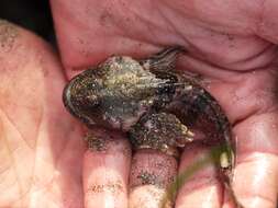 Image of Round-nosed sculpin