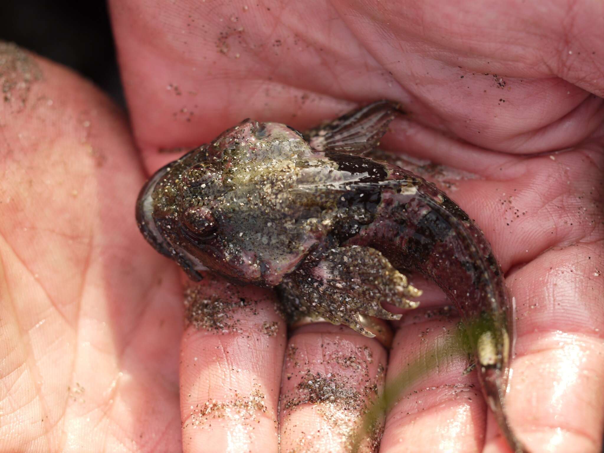 Image of Round-nosed sculpin