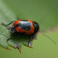 Cryptocephalus notatus Fabricius 1787 resmi