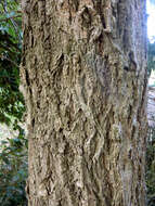 Imagem de Eucalyptus paniculata Sm.