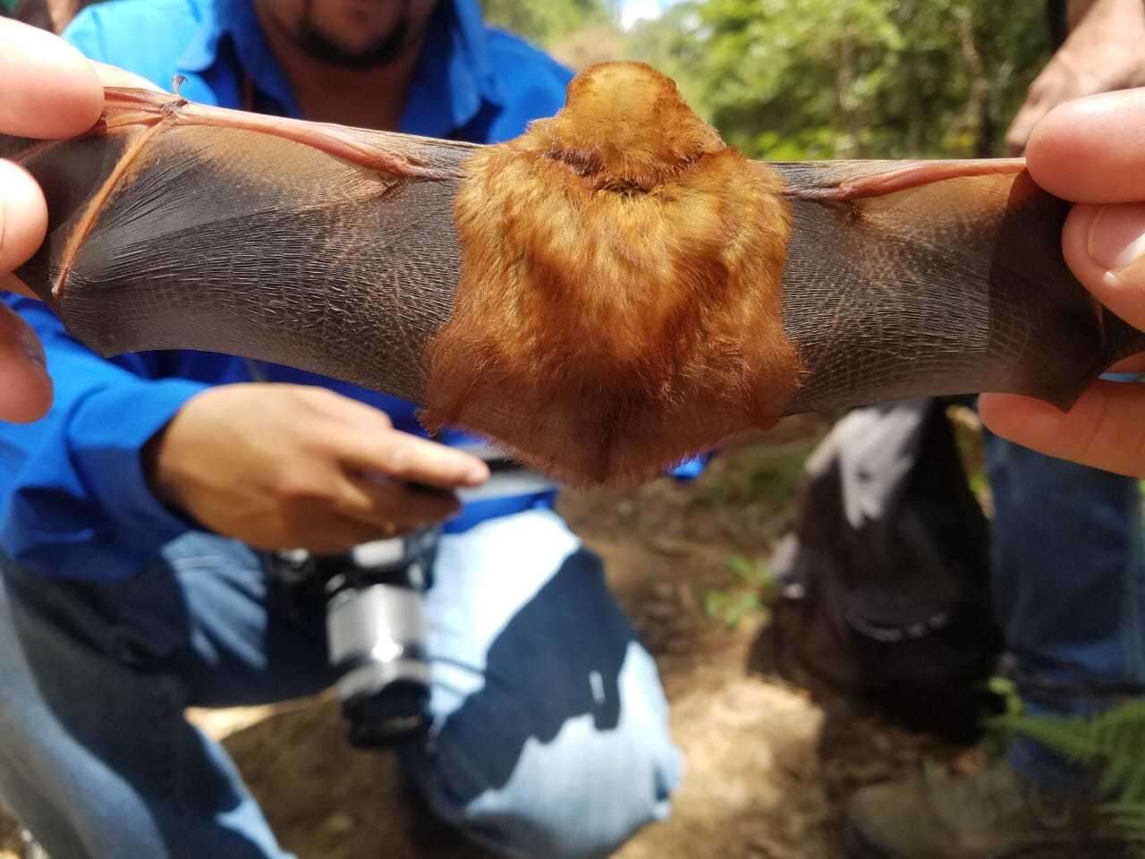 Image of Red Bat