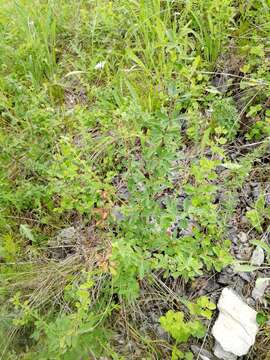 Image of Berberis sibirica Pall.