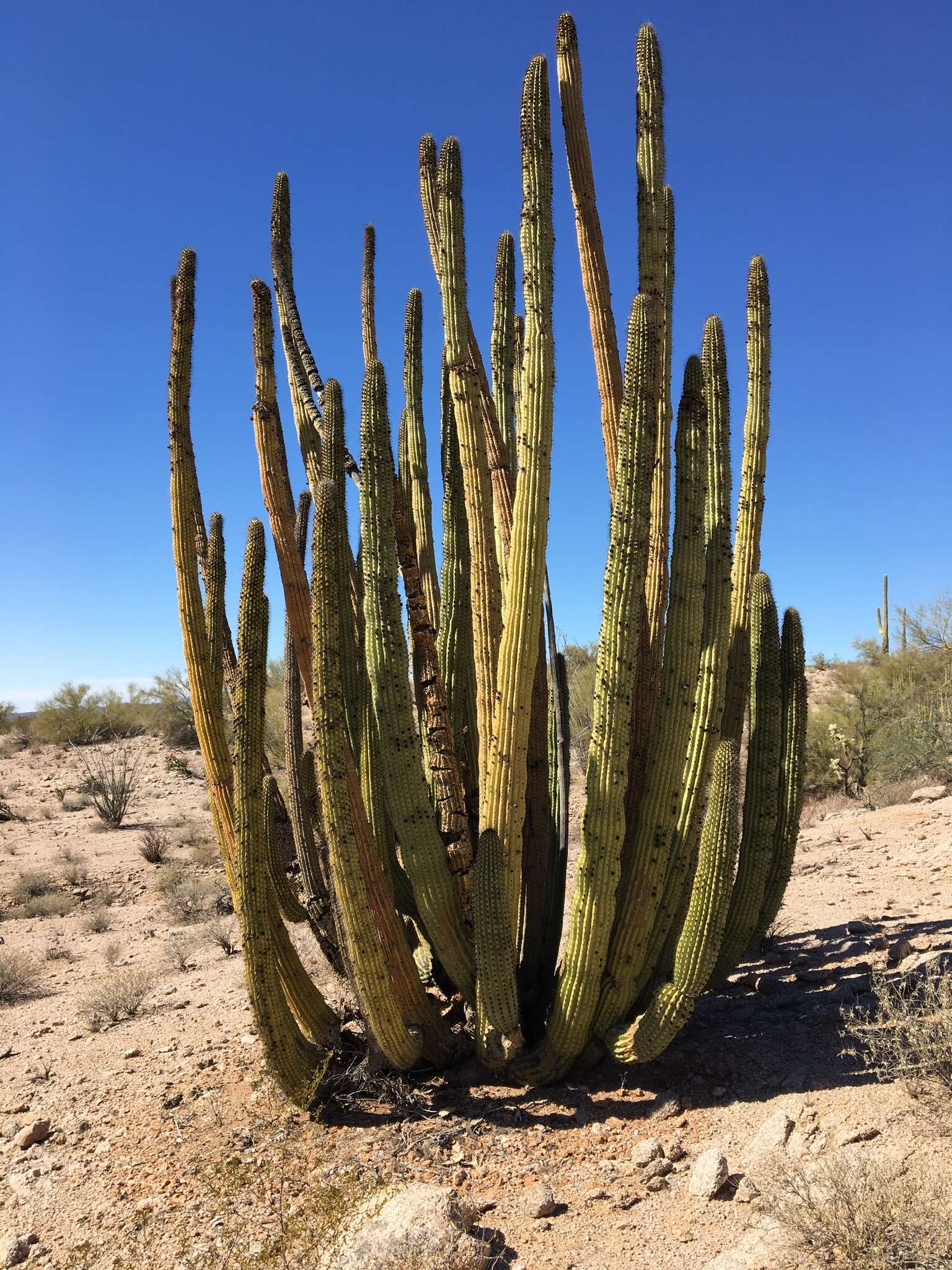 Stenocereus thurberi subsp. thurberi的圖片