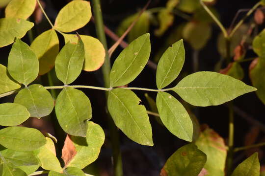 Image of Oregon Ash