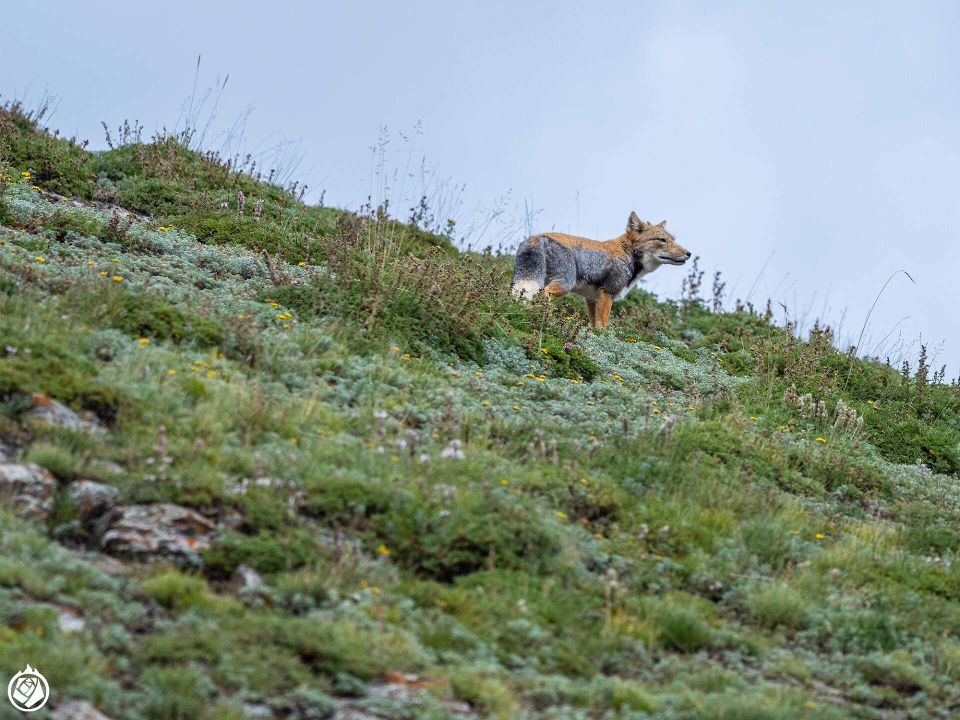 Image of Tibetan Fox