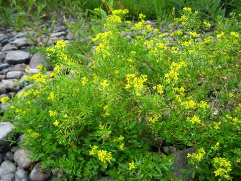 Image of creeping yellowcress