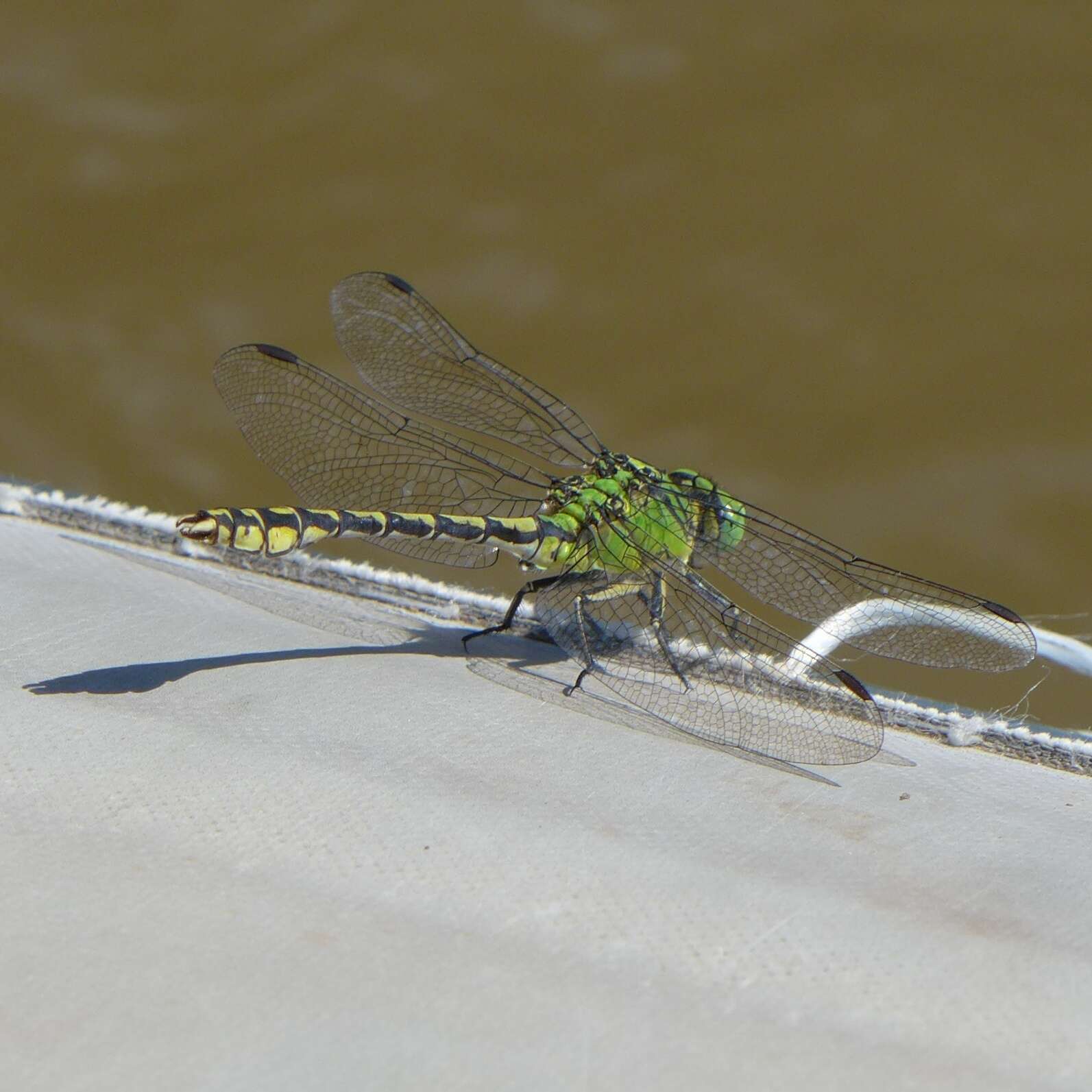 Image of Green Gomphid