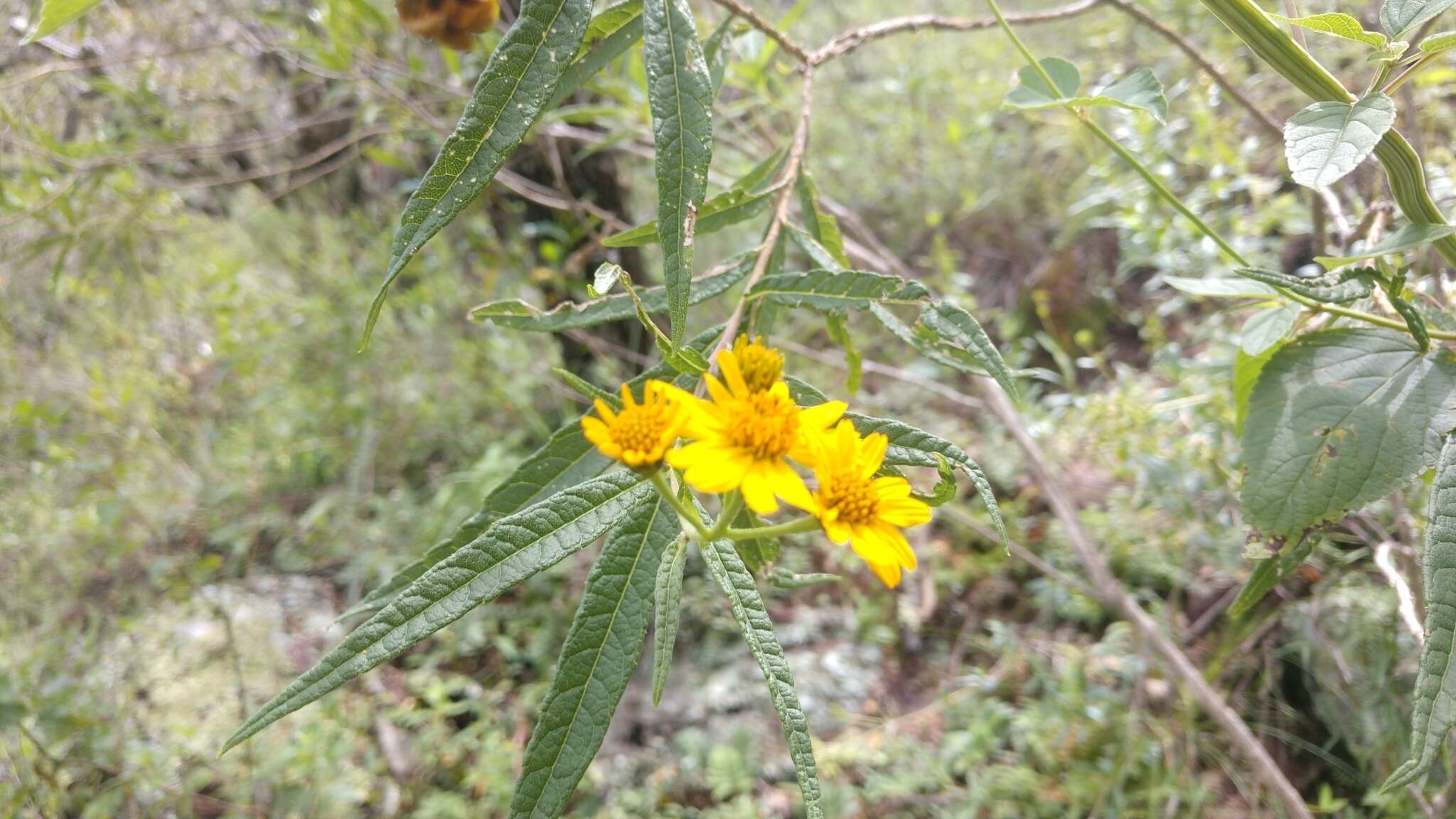 Слика од Verbesina virgata var. oreopola (B. L. Rob. & Greenm.) B. L. Turner